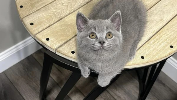 gatti british shorthair