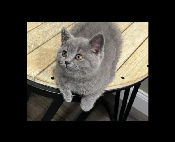 gatti british shorthair | Foto 0