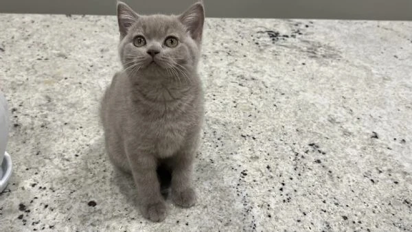 gattini british shorthair dolcissimi!!