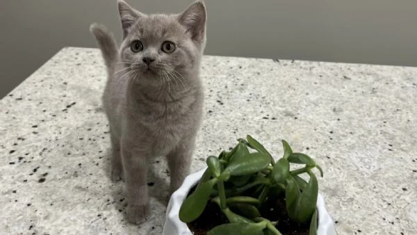 gattini british shorthair dolcissimi!! | Foto 0