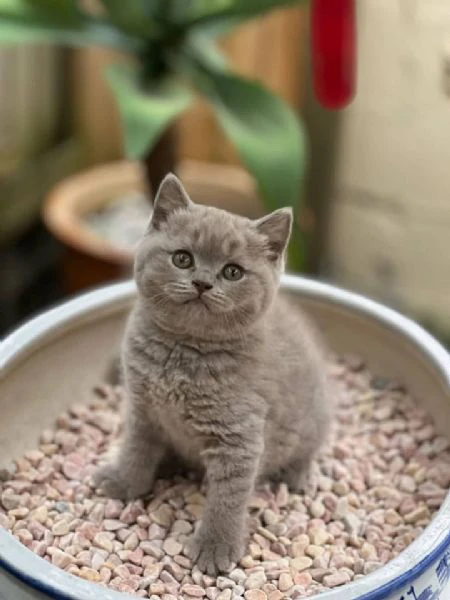 cucciolo di british shorthair 