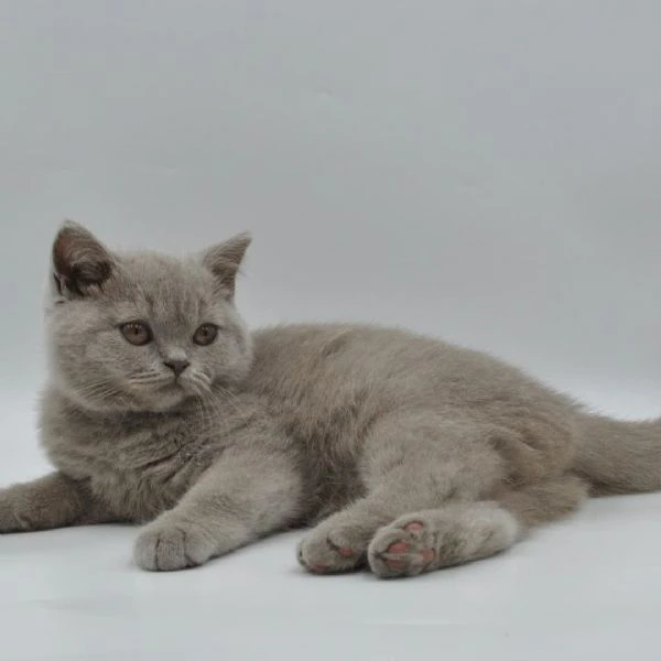 british shorthair maschio e femmina