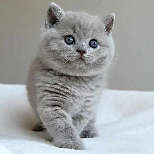 cuccioli british shorthair