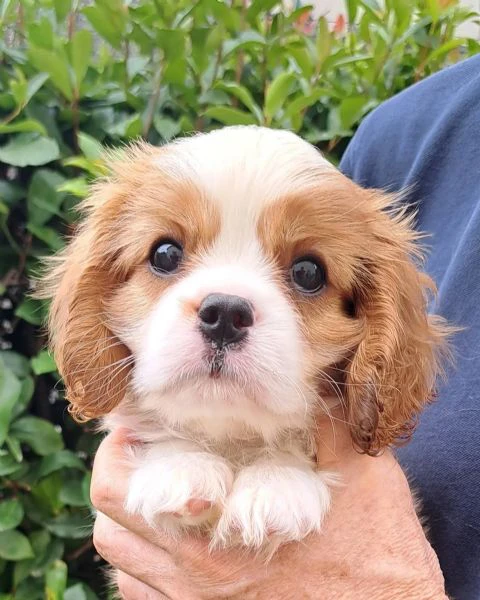 la perfezione ha quattro zampe e due occhi dolci! | Foto 0