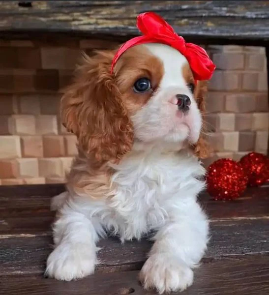 cavalier king cuccioli: un sogno che diventa realtà | Foto 0