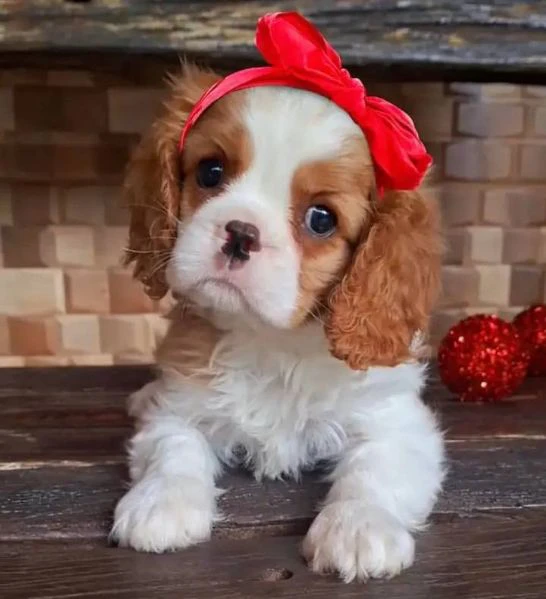 cavalier king cuccioli: un sogno che diventa realtà