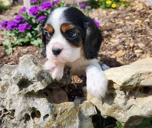 occhi dolci, cuore grande: cavalier king cuccioli! | Foto 0