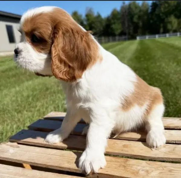 cuccioli di cavalier king: un piccolo grande amore | Foto 0