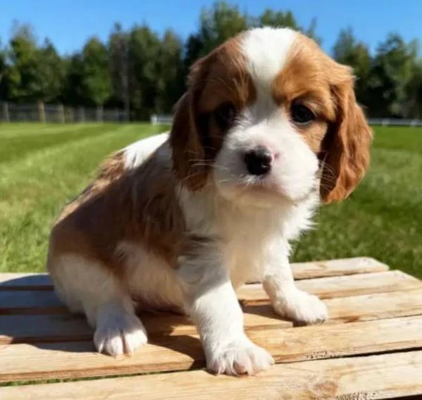 cuccioli di cavalier king: un piccolo grande amore