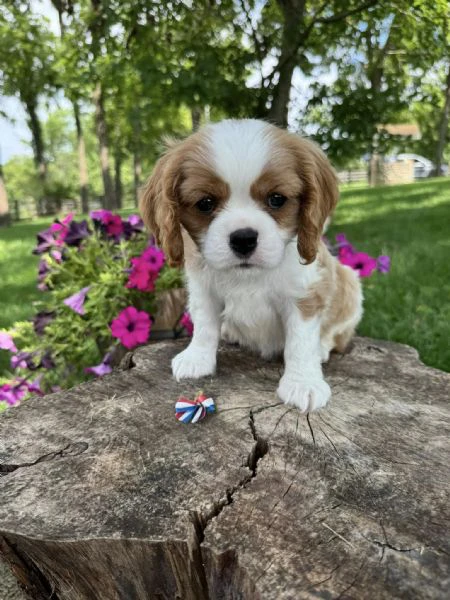 cavalier king cuccioli disponibili!!