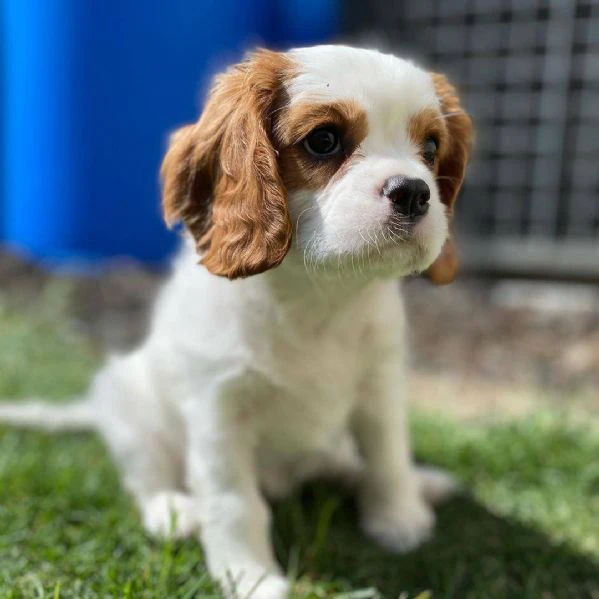 cavalier king cuccioli: un sogno che diventa realtà!! | Foto 0