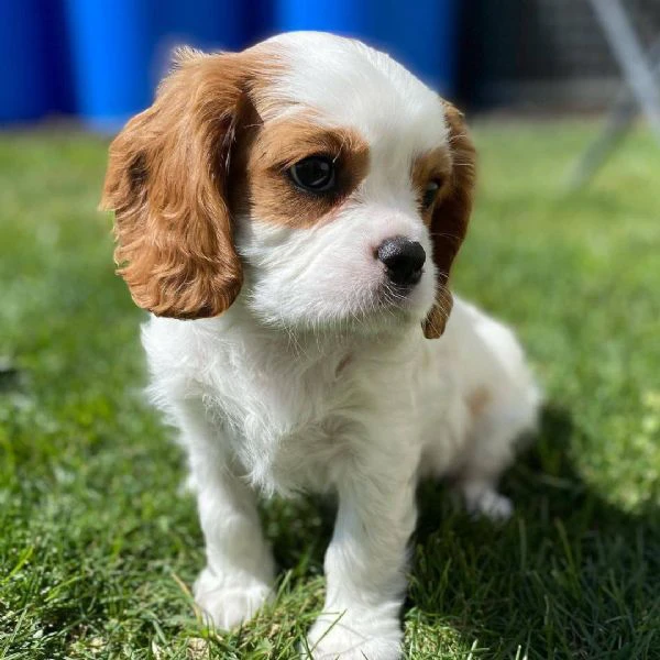 cavalier king cuccioli: un sogno che diventa realtà!!