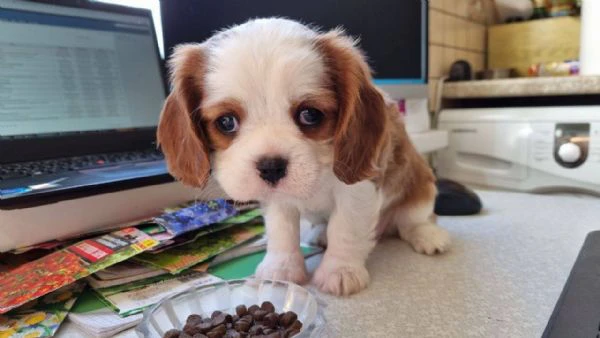 occhi dolci, cuore grande: cavalier king cuccioli!!!