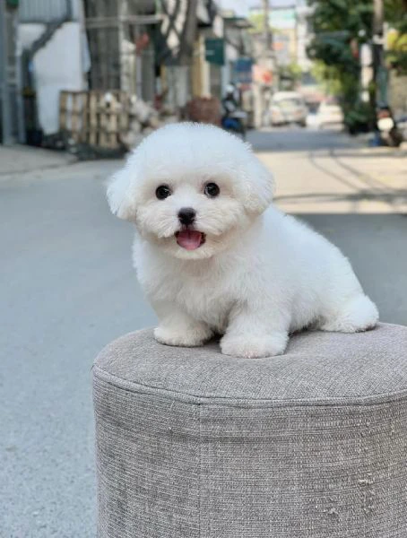 cuccioli di barboncino toy | Foto 0