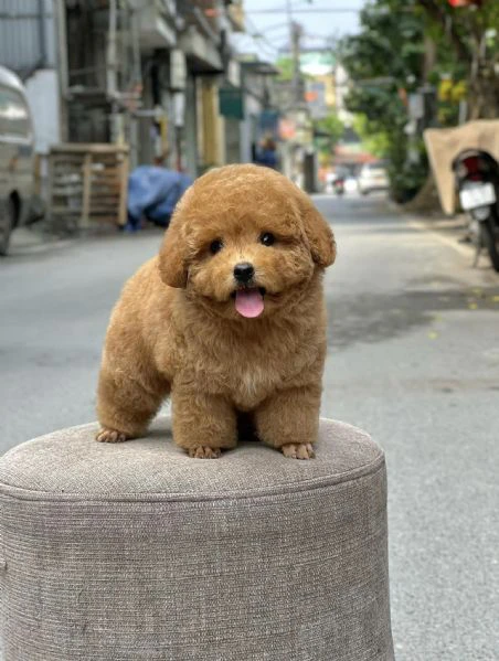 cuccioli di barboncino toy