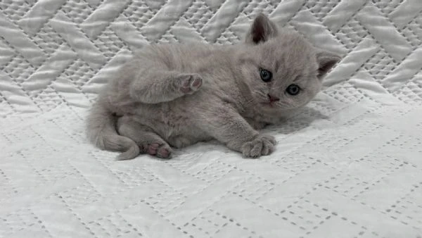 gattini british shorthair | Foto 0