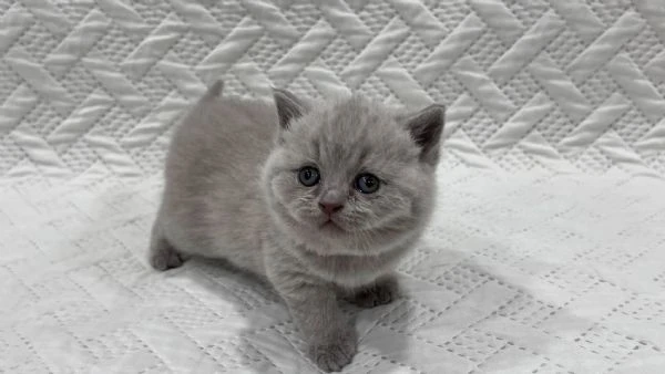 gattini british shorthair