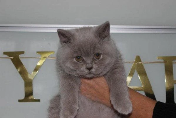 gatti british shorthair | Foto 0