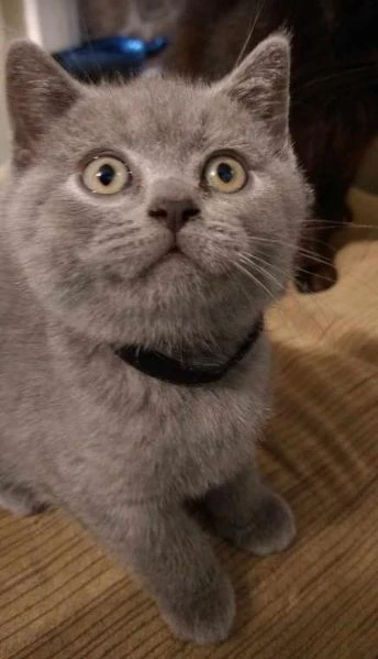 british shorthair aspetta casa