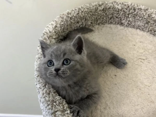 gattini british shorthair