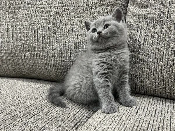 gattini british shorthair