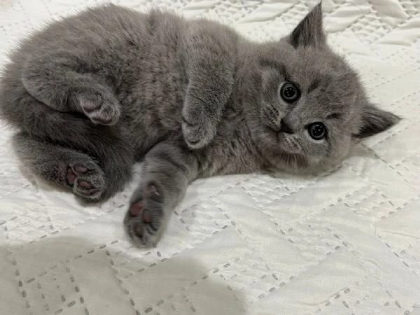 gatti british shorthair!!