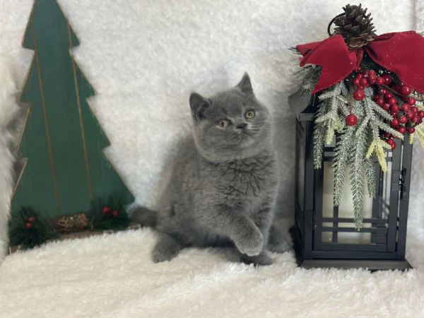 due cucciole british shorthair