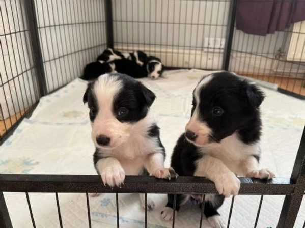 disponibili cuccioli di border collie femmine e maschi bianchi e neri | Foto 1