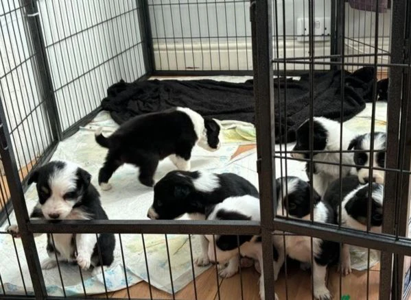 disponibili cuccioli di border collie femmine e maschi bianchi e neri