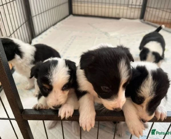 disponibili cuccioli di border collie femmine e maschi bianchi e neri | Foto 0