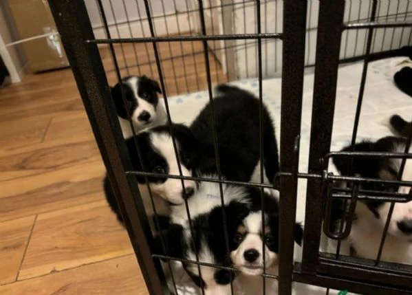  disponibili cuccioli di border collie femmine e maschi bianchi e neri 