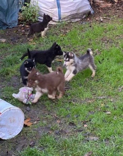 cuccioli di siberian husky allevati con amore per adozione