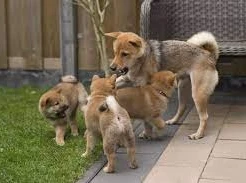 cuccioli di shihba inu allevati con amore per adozione