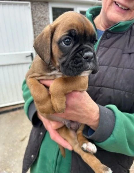 cuccioli di boxer allevati con amore per adozione | Foto 4