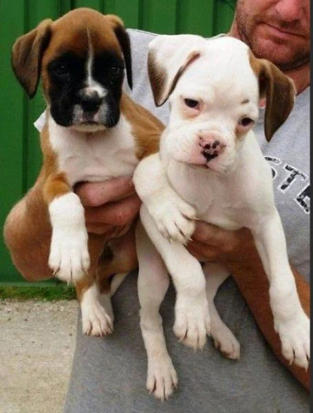 cuccioli di boxer allevati con amore per adozione | Foto 3