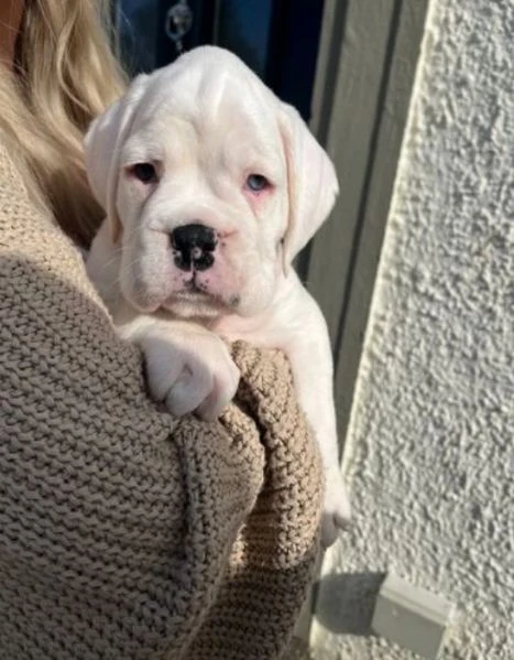 cuccioli di boxer allevati con amore per adozione | Foto 2