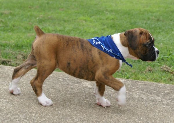 cuccioli di boxer allevati con amore per adozione | Foto 0