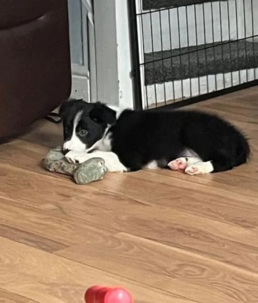 cuccioli di border collie allevati con amore per adozione | Foto 6