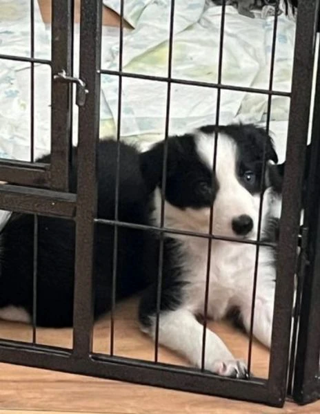 cuccioli di border collie allevati con amore per adozione | Foto 5