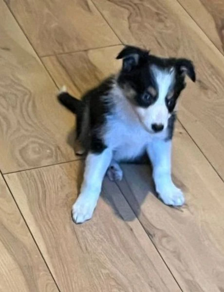 cuccioli di border collie allevati con amore per adozione | Foto 4