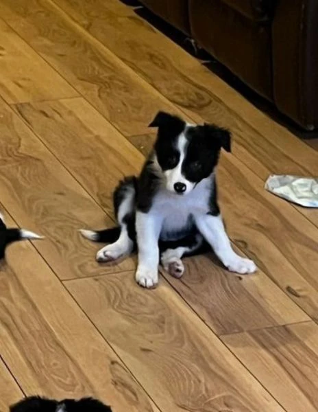 cuccioli di border collie allevati con amore per adozione | Foto 3