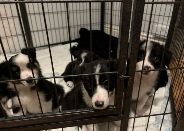 cuccioli di border collie allevati con amore per adozione