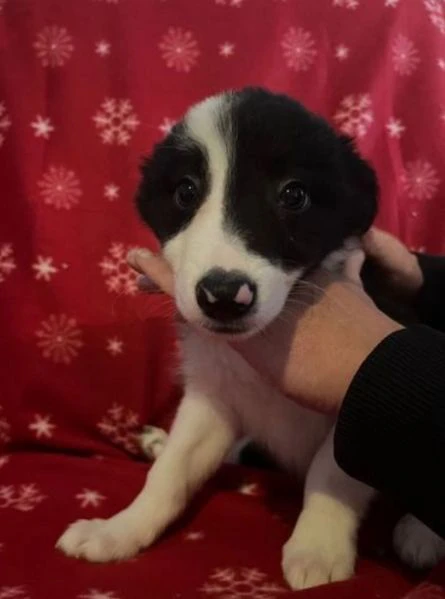 cuccioli di border collie allevati con amore per adozione | Foto 2