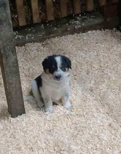 cuccioli di border collie allevati con amore per adozione | Foto 1