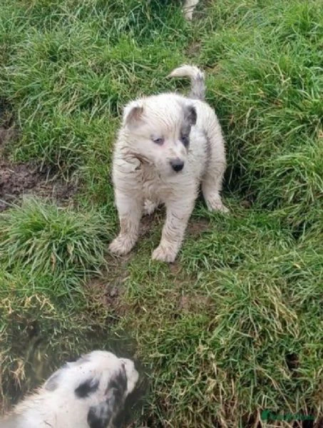 cuccioli di border collie allevati con amore per adozione | Foto 0