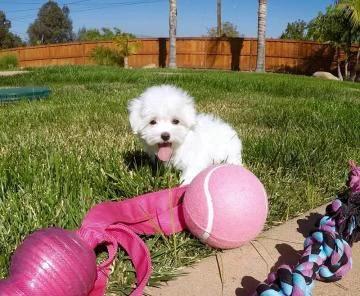 cuccioli di maltese toy allevati con amore per adozione