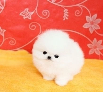 00023cuccioli volpino di pomerania