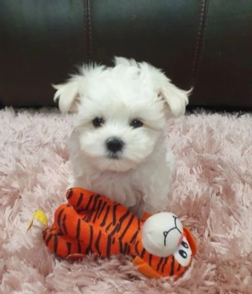 cuccioli di maltese toy allevati con amore per adozione | Foto 3