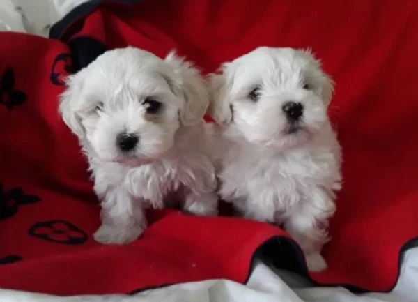 cuccioli di maltese toy allevati con amore per adozione