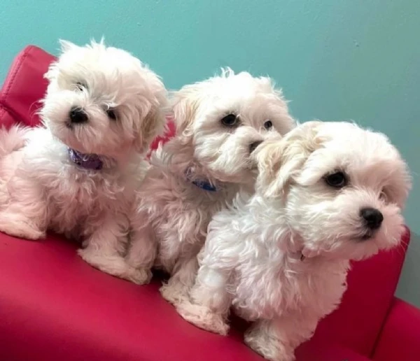 cuccioli di maltese toy allevati con amore per adozione | Foto 2